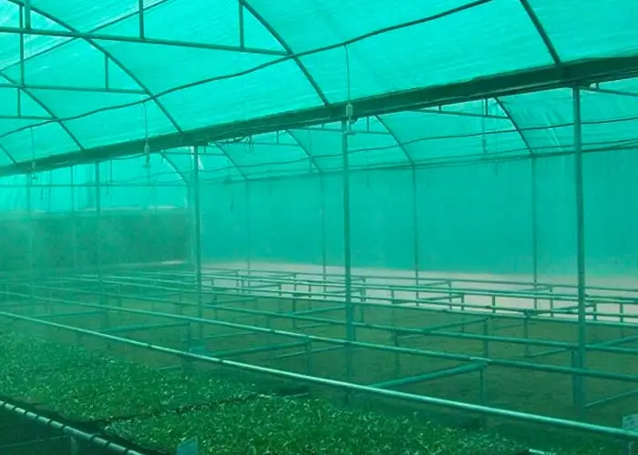 Services 7 Shade Net